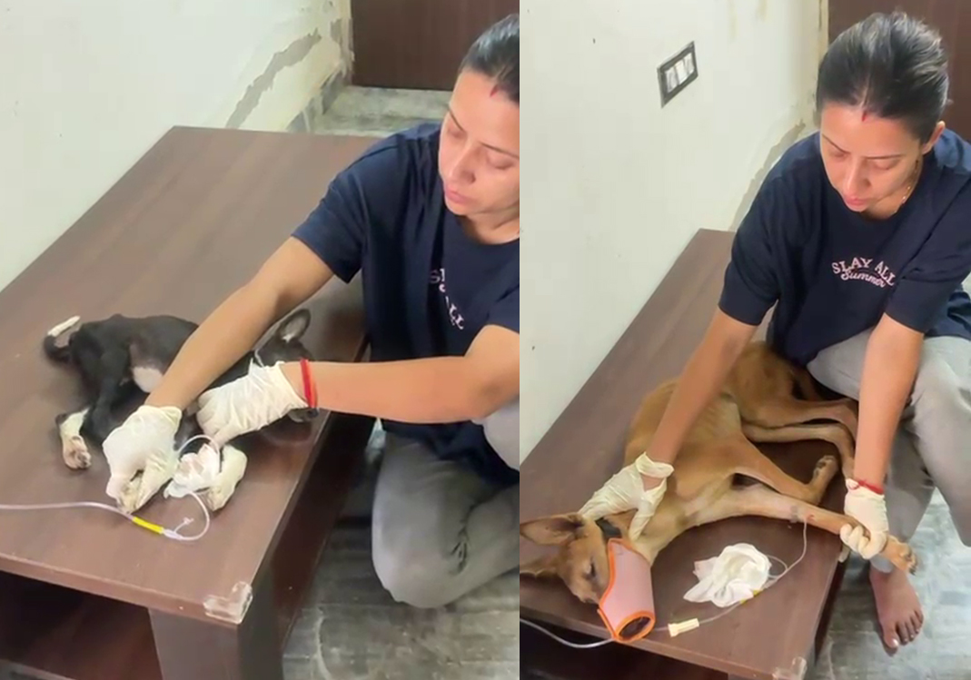 From Streets to Shelter: Give Them a Second Chance