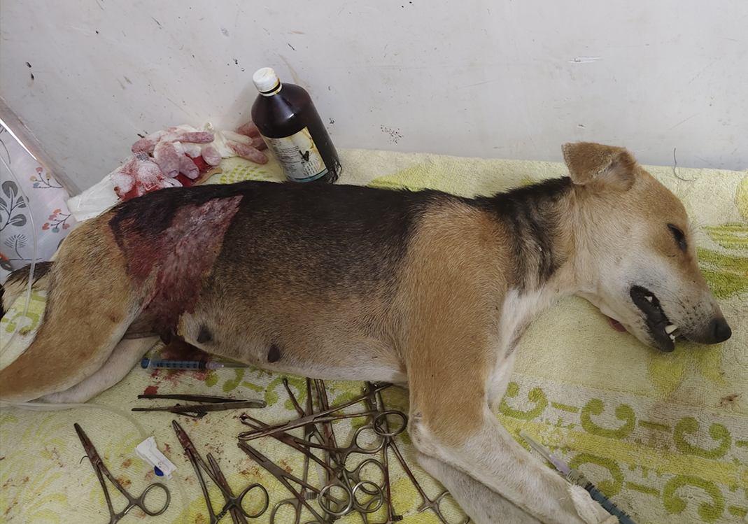 From Streets to Shelter: Give Them a Second Chance