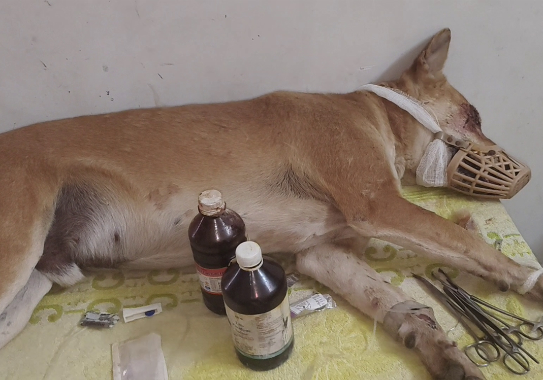 From Streets to Shelter: Give Them a Second Chance