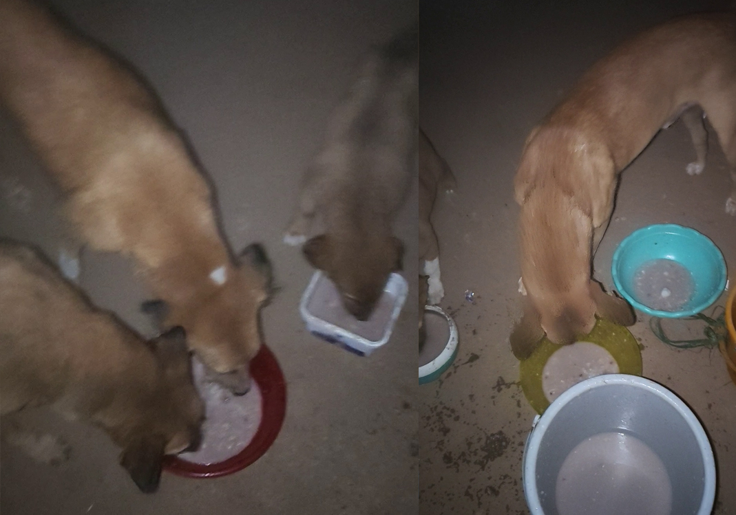 From Streets to Shelter: Give Them a Second Chance