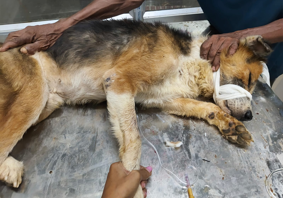 Help Seva Save Their Shelter — A Lifeline For Rescued Animals